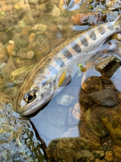 アマゴの釣果