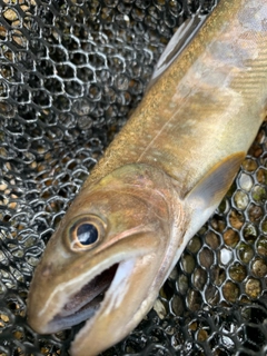 イワナの釣果