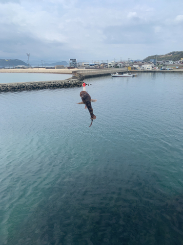 アラカブの釣果