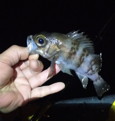 メバルの釣果