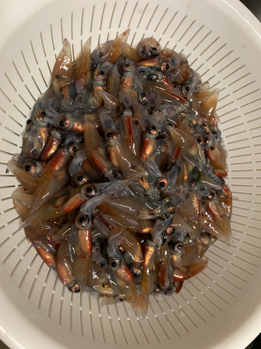 ホタルイカの釣果