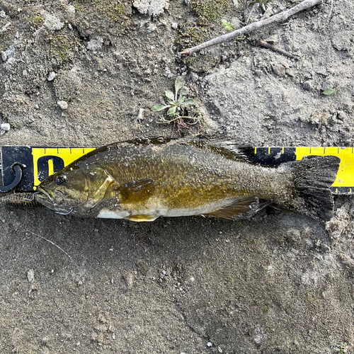 スモールマウスバスの釣果