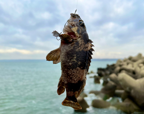 ムラソイの釣果