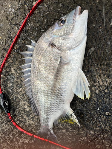 キビレの釣果