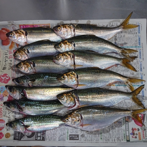 サバの釣果