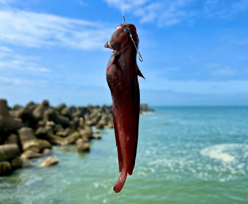 ドンコの釣果