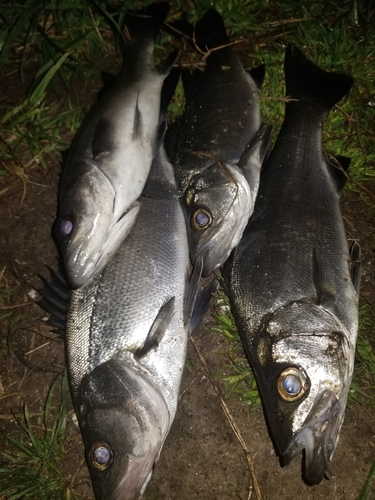 シーバスの釣果