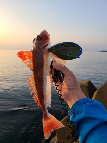 ホウボウの釣果