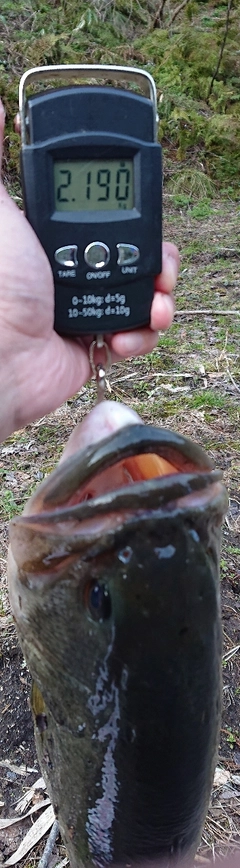 ブラックバスの釣果