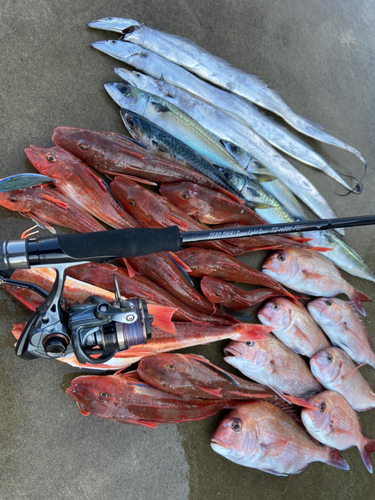 マダイの釣果