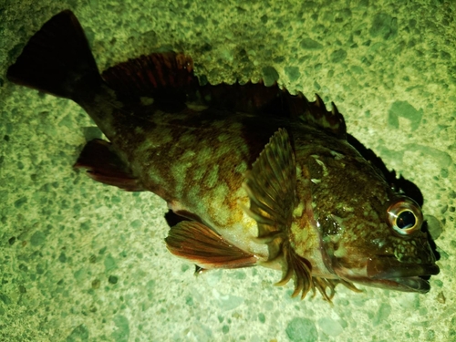 カサゴの釣果