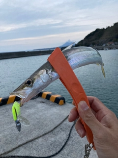 カマスの釣果