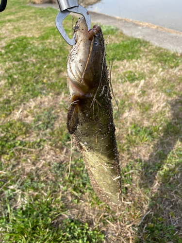 ニホンナマズの釣果