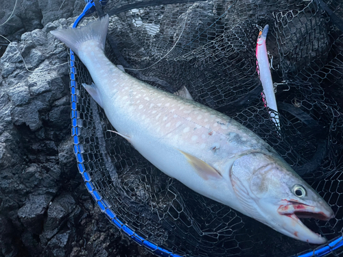 アメマスの釣果