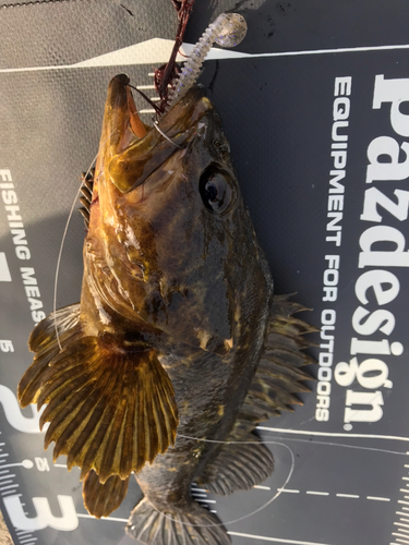 タケノコメバルの釣果