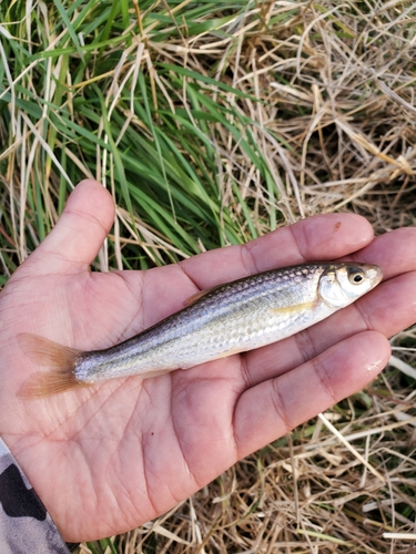 ホンモロコの釣果