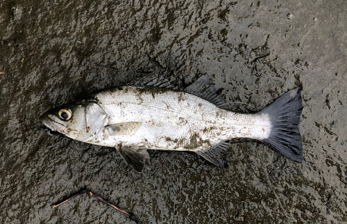 ヒラスズキの釣果