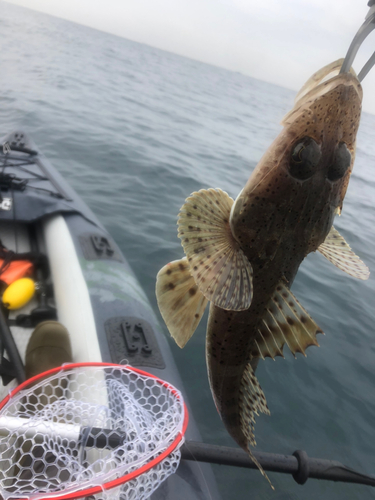 ワニゴチの釣果