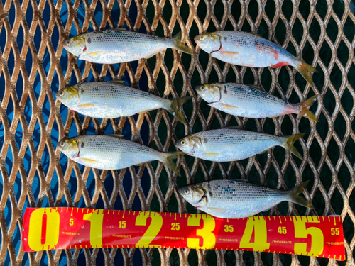 コノシロの釣果