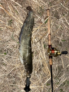 マナマズの釣果