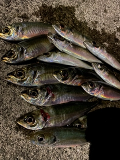 アジの釣果