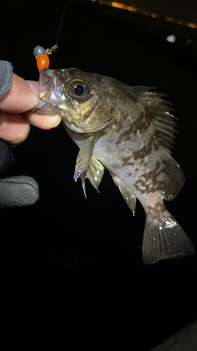 アオメバルの釣果