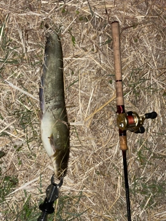 マナマズの釣果