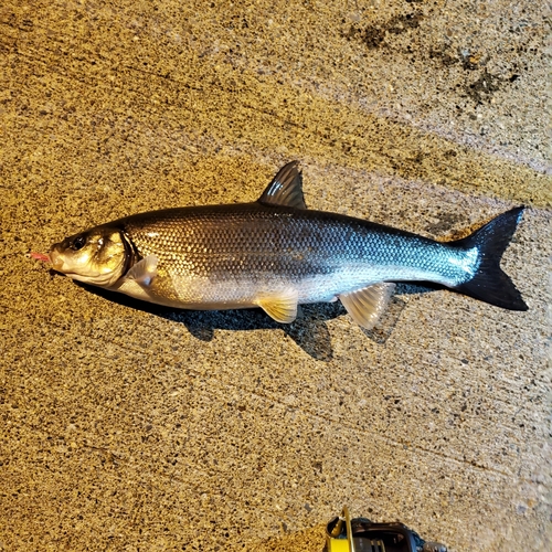 マルタウグイの釣果