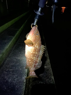 アコウの釣果