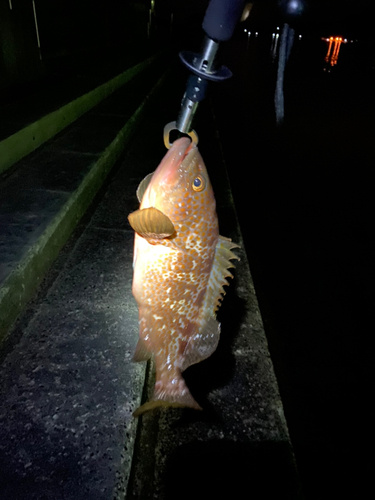 アコウの釣果