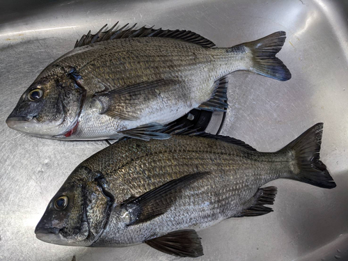 クロダイの釣果