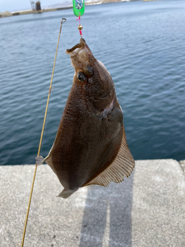 カレイの釣果