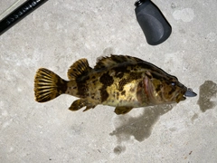 タケノコメバルの釣果