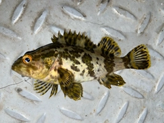 タケノコメバルの釣果