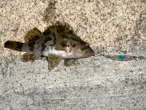 タケノコメバルの釣果