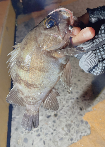 メバルの釣果