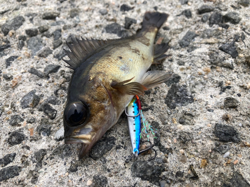 クロメバルの釣果