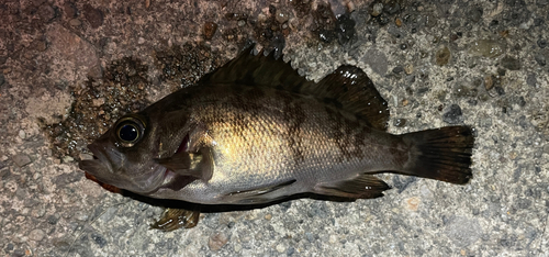 メバルの釣果