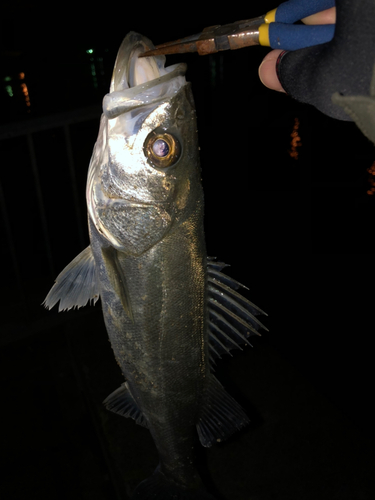 セイゴ（タイリクスズキ）の釣果