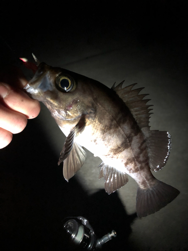 メバルの釣果