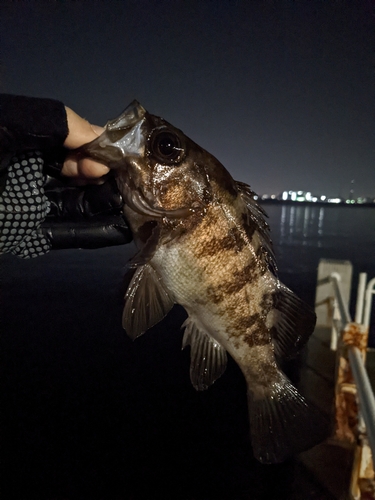 メバルの釣果