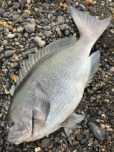 クチブトグレの釣果