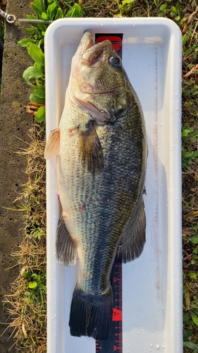 ブラックバスの釣果