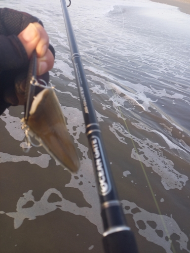 シタビラメの釣果