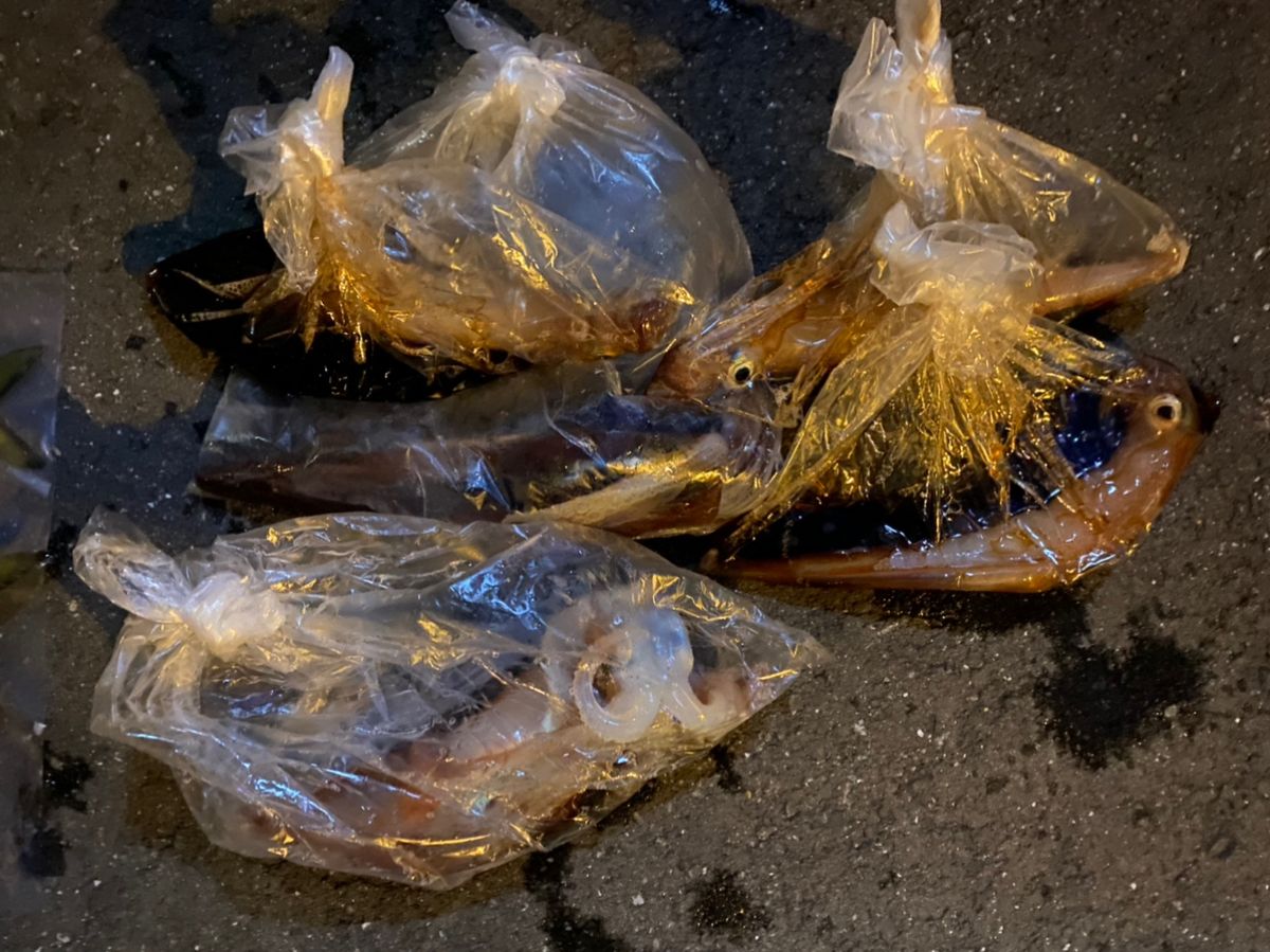 izakayataniyanさんの釣果 2枚目の画像