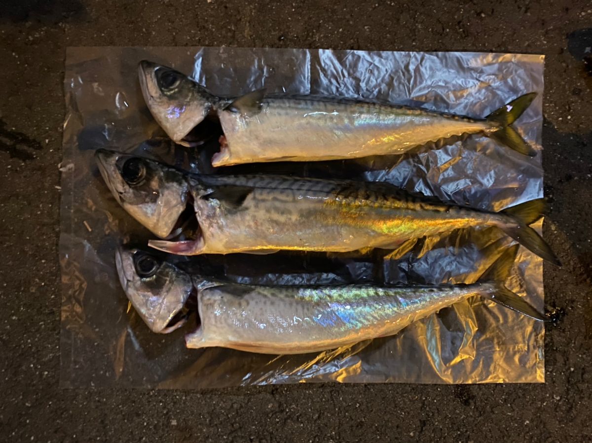 izakayataniyanさんの釣果 3枚目の画像