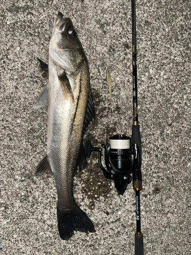 シーバスの釣果