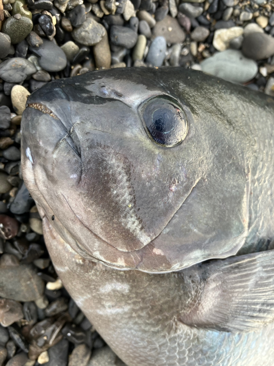 クチブトグレ