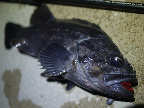 クロソイの釣果