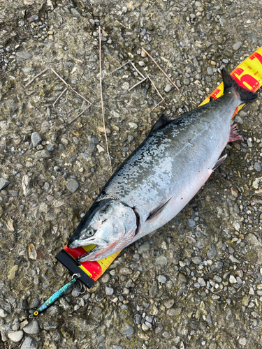 サクラマスの釣果